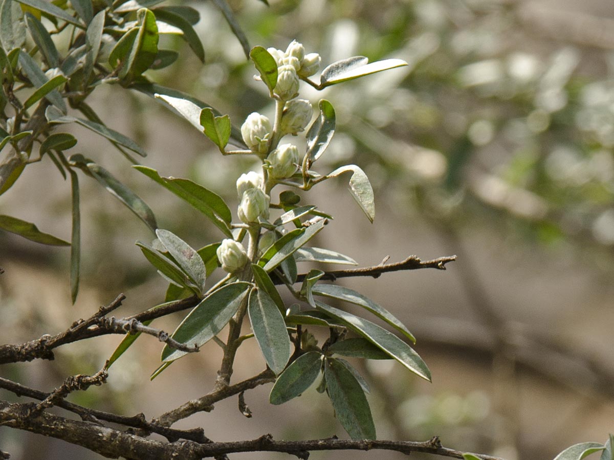 Chamaecytisus proliferus